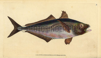 Atlantic horse mackerel  Trachurus trachurus.