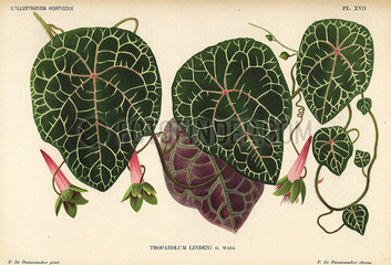 Linden's tropaeolum  Tropaeolum lindenii.