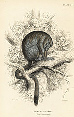 Three-striped night monkey  Aotus trivirgatus.