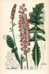 Sonchus-leaved francoa or bridalwreath  Francoa sonchifolia.