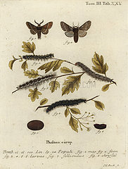 December moth  Poecilocampa populi.
