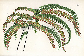Maidenhair fern species.