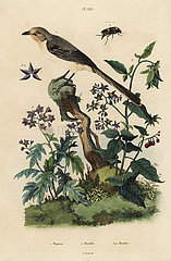 Northern mockingbird  nightshades and beetle.