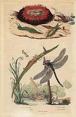 Beadlet anemone  barrel bubble snail  long-horn moth and brown hawker dragonfly.