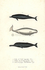 Sowerby's beaked whale  beluga whale  and South Asian river dolphin.