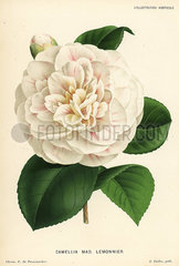 Camellia hybrid  Madame Lemonnier  Camellia japonica.