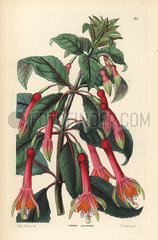 Fuchsia denticulata.