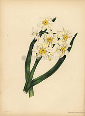 The snow flake-leaved Narcissus  Egotism and self-love.