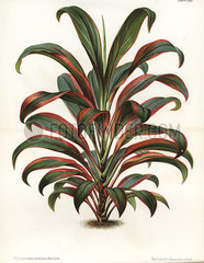 Cabbage palm  Cordyline fruticosa.