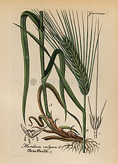 Barley  Hordeum vulgare.