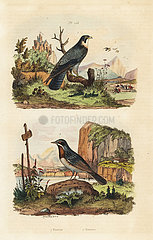 Merlin  Falco columbarius  and Moltoni's warbler  Sylvia subalpine.