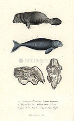 West Indian manatee  Trichechus manatus  and dugong  Dugong dugon.