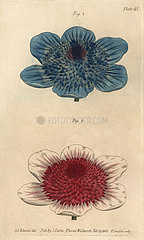 Double blue anemone and double anemone varieties  Anemone coronaria.