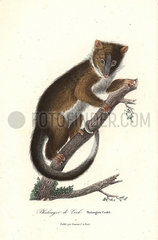 Eastern ring-tailed possum  Pseudocheirus peregrinus.