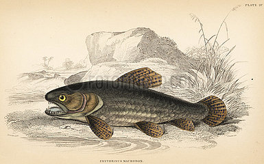 Wolf fish  Hoplias malabaricus.