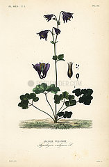 European columbine  Aquilegia vulgaris.