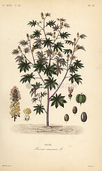 Castor bean or castor oil plant  Ricinus communis.