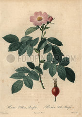 Pink apple rose  Rosa villosa.