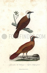 White-crested laughingthrush and Malaysian rail-babbler.