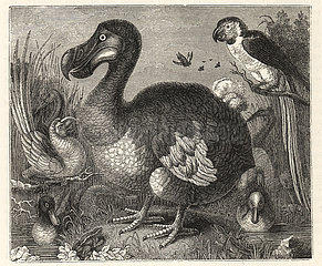 Wood engraving of Roelandt Savery's painting of the dodo.