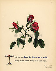 Red Roses (King Richard III).