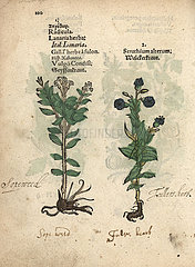 Soapwort or fuller's herb  Saponaria officinalis.