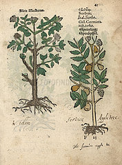 Ash tree  Fraxinus species.
