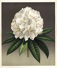 Rhododendron hybridum  Princesse Louise.