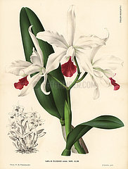 White Cattleya × elegans hybrid orchid.