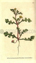 Aethephyllum pinnatifidum