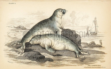 Common seal  Phoca vitulina.