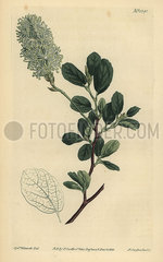 American wych hazel  Fothergilla gardenii.