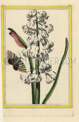 Hyacinth hybrid  Hyacinthus orientalis.