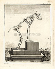 Hamadryas baboon skeleton  Papio hamadryas.