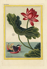 Sacred lotus  Nelumbo nucifera.