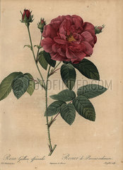 Crimson French rose or rose of Provins  Rosa gallica officinalis.