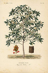 Lilytree or Yulan magnolia  Magnolia denudata.