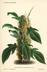 Philodendron squamiferum foliage plant.
