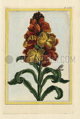 Wallflower  Erysimum cheiri or Cheiranthus cheiri
