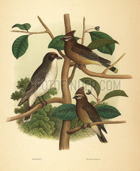 Eastern kingbird and cedar waxwing.