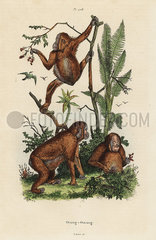 Bornean orangutans  Pongo pygmaeus. Critically endangered.