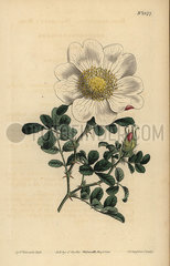 Macartney's rose  Rosa bracteata.