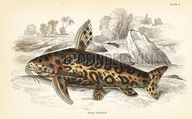 Jaguar catfish  Liosomadoras oncinus.