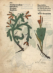 Clubmoss  Lycopodium clavatum  and alpine clubmoss  Lycopodium alpinum.