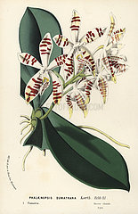 Sumatra phalaenopsis orchid  Phalaenopsis sumatrana.