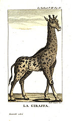 Male giraffe  Giraffa camelopardalis.