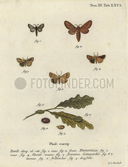 Malacosoma franconicum moth and festoon  Apoda limacodes.