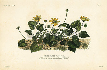 Lesser celandine or pilewort  Ficaria verna.