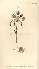 Hermaphrodite flower with seven pistilla  Heptagynia  Septas capensis.