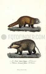 Red panda (endangered) and hog badger.